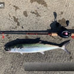 やっとホームでサゴシ♫と先日の淡路アブラメ