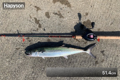 やっとホームでサゴシ♫と先日の淡路アブラメ