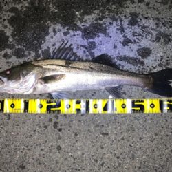 アオイソメで60up