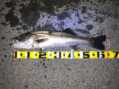 アオイソメで60up