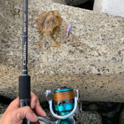 アオリイカ釣果！