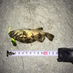 新規開拓のフィッシュ！！