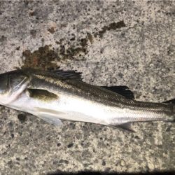 まさかのシーバス