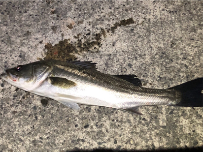 まさかのシーバス