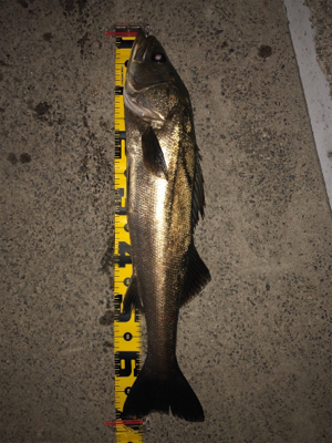 人生初のビッグシーバス！