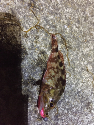 アジング第二弾