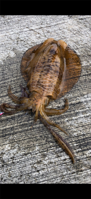 アオリイカデイ