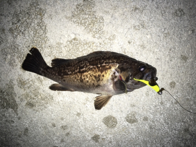 初めてカニ釣りました！