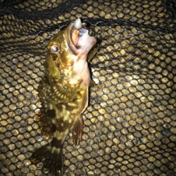 チビガシラのみσ(^_^;)