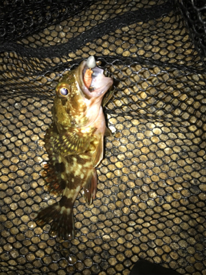 チビガシラのみσ(^_^;)