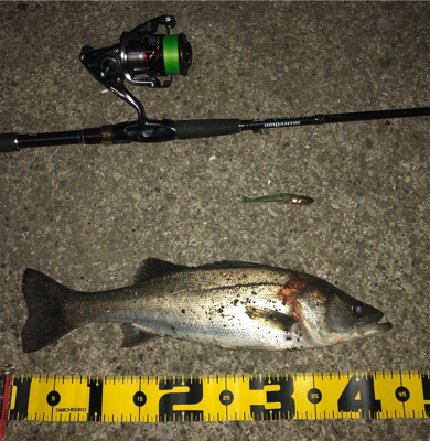 朝マズメ シーバス