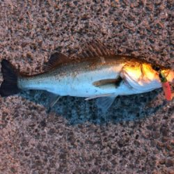 活性高い！満足！