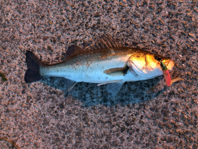 活性高い！満足！