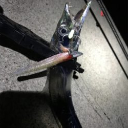 ワインドで春太刀調査