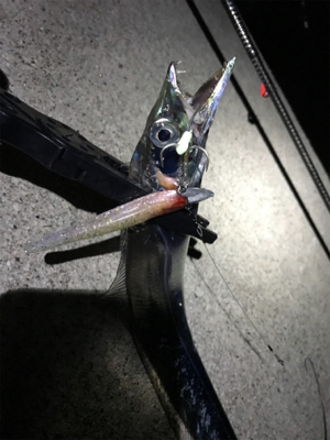 ワインドで春太刀調査