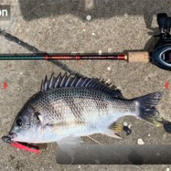 初キビレで三魚種達成♫&こつぶ楽チン♫