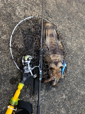 初春アオリで自己ベスト！（＾◇＾）