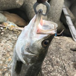 嬉しいイワシパターン♪