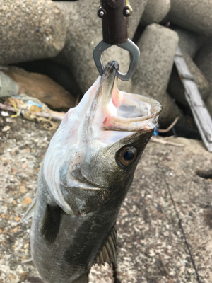 嬉しいイワシパターン♪