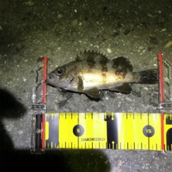 初大三島釣行①