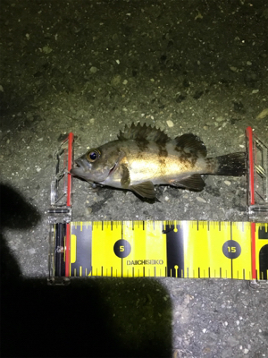 初大三島釣行①