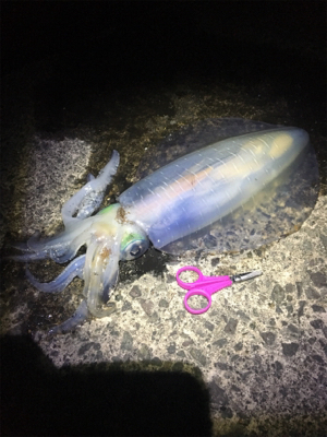 アオリちゃんに出会えた