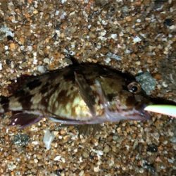 ライトロックプラッキング