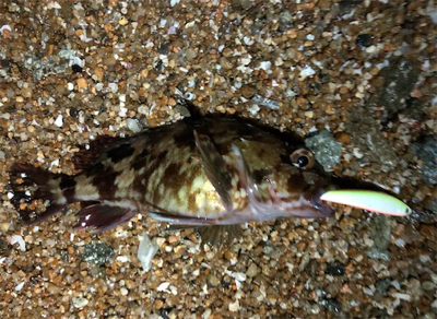 ライトロックプラッキング