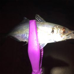 大阪湾奥アジング 舞洲で良型アジ