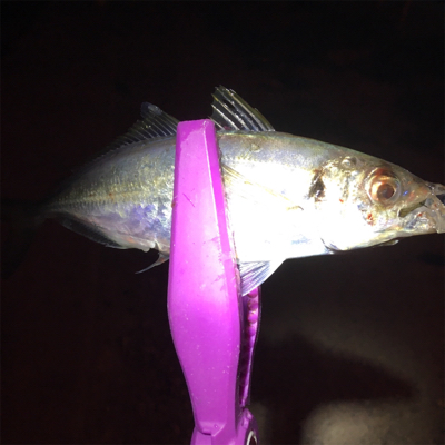 大阪湾奥アジング 舞洲で良型アジ