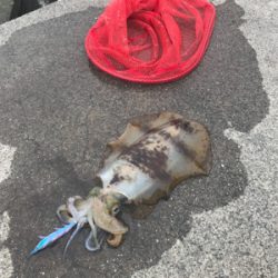 春アオリを求めて