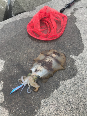 春アオリを求めて