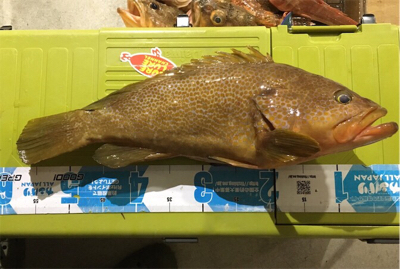 また出た！！モンスターアコウ！！マイボート…