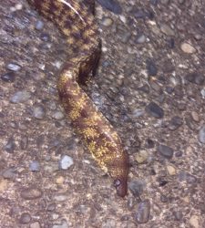 水族館で見たやつやんw