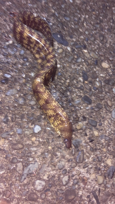 水族館で見たやつやんw