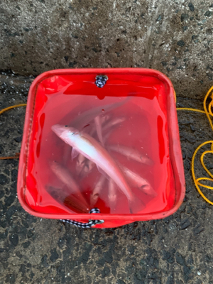 投げ釣りでキス