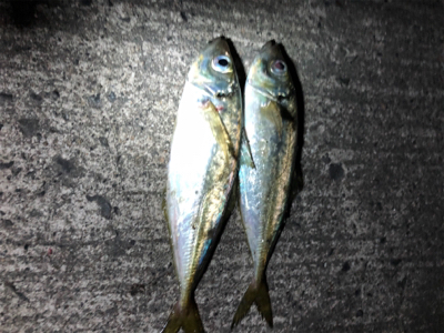 こんなところに