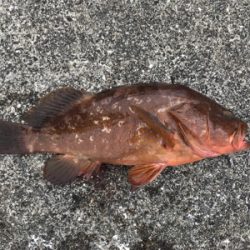 続  沖堤防青物チャレンジ