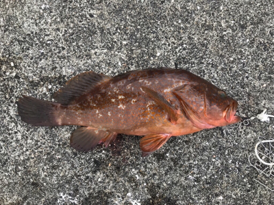 続  沖堤防青物チャレンジ