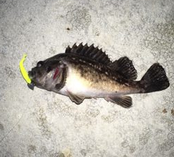 毎度毎度のお友達！