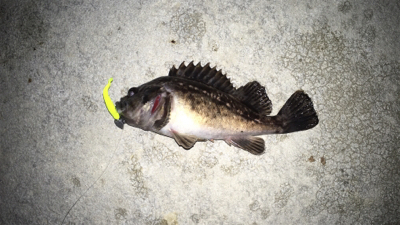 毎度毎度のお友達！