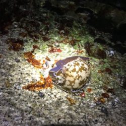 アコウ&ガシラ釣り(^^)