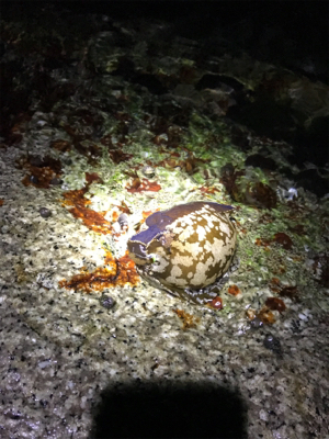 アコウ&ガシラ釣り(^^)