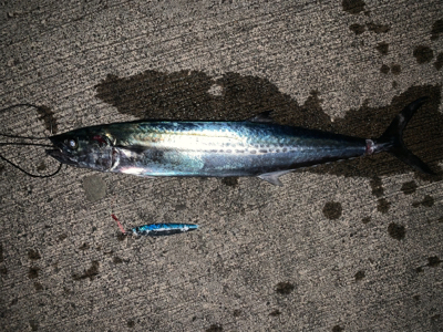 一瞬のサゴシラッシュ