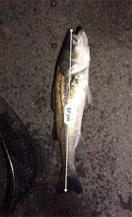 バチ抜け？シーバス