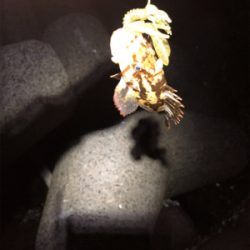 なぜかガッシー