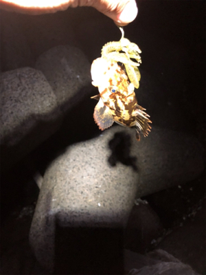 なぜかガッシー