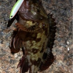 浅場メバリング