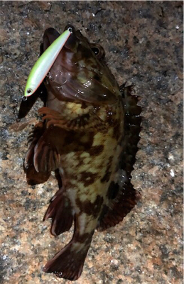 浅場メバリング