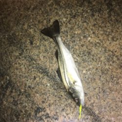 ワイワイ太刀魚ゲーム